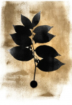 living walls Fototapetas &raquo;ARTist Dark Leafs&laquo; Vlies Wand Schr&auml;ge