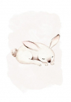 Komar Paveikslas &raquo;Sleepy Bunny&laquo; Natur 1 Stk. dalys paveikslas zur dekoracija - be grotelės