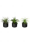 Creativ green Dirbtinis Zimmerpflanze &raquo;Set i&scaron; Aloe Agave ir Tillandsie&laquo; im Keramikinis indas 3vnt. rinkinys