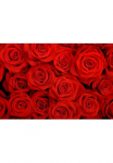 Papermoon Fototapetas &raquo;Red Roses&laquo; glatt