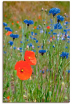 Artland Paveikslas ant drobės &raquo;Wiese su Mohnblumen ir Kornblumen&laquo; gėlės 1 Stk. dalys ant Holzrahmen gespannt