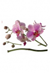 Komar Sienos lipdukai &raquo;Orchidee - Gr&ouml;&szlig;e 100 x 70 cm&laquo; selbstklebend Sienų lipdukai