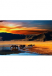 Papermoon Fototapetas &raquo;Mongolian Horses&laquo; glatt