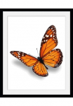 queence Paveikslas &raquo;Evelina&laquo; Insekten | Kunst | Schmetterlinge | historische Ereignisse 1 Stk. dalys HD Premium Poster-Druck ir Holzrahmen