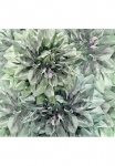Komar Tapetai &raquo;Digitaldruck Vlies - Emerald Flowers - Gr&ouml;&szlig;e 300 x 280 cm&laquo; ra&scaron;tuotas glatt Wohnzimmer miegamojo kambario baldai
