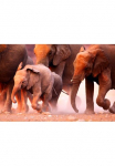 Papermoon Fototapetas &raquo;Elephant Herd&laquo; glatt