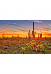 Papermoon Fototapetas &raquo;Saguaros Sunset Phoenix&laquo; glatt