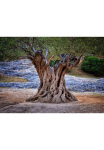 Papermoon Fototapetas &raquo;Old Olive Tree Trunks&laquo; glatt