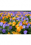 Papermoon Fototapetas &raquo;Farbenfrohe Blumen&laquo;