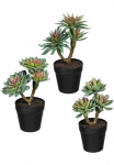 Creativ green Dirbtinis augalas &raquo;Sukkulenten&laquo; im 3vnt. rinkinys
