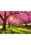 Papermoon Fototapetas &raquo;Cherry Tree Blossom&laquo; glatt