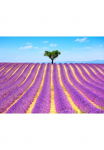 Papermoon Fototapetas &raquo;Lavender in Provence&laquo; glatt