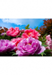 Papermoon Fototapetas &raquo;TropicalPeonies&laquo; glatt