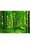 Papermoon Fototapetas &raquo;Forest in Spring&laquo; glatt