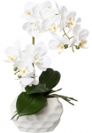 Creativ green Kunstorchidee &raquo;Deko-Orchidee Phalaenopsis im Keramiktopf&laquo;