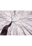 living walls Fototapetas &raquo;Tree Topas Motiv | abstrakt | naturalistisch glatt Nebel Wald Tapetai Natur fototapetas Wohnzimmer Tapeten Design imitacija