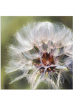 Artland Paveikslas &raquo;Pusteblume II&laquo; gėlės 1 Stk. dalys dėl Innen- ir lauko zona tinka Outdoorbild