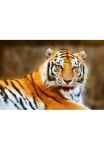 Papermoon Fototapetas &raquo;Resting Tiger&laquo; glatt