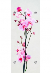 queence Prie&scaron;kambario kabykla &raquo;Orchidee&laquo; su 6 Kabliukas 50 x 120 cm