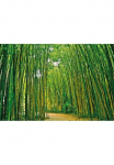 Papermoon Fototapetas &raquo;Bamboo Forest&laquo; glatt