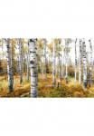 Komar Tapetai &raquo;Digitaldruck Vlies - Colorful Aspenwoods - Gr&ouml;&szlig;e 450 x 280 cm&laquo; ra&scaron;tuotas glatt Wohnzimmer miegamojo kambario baldai