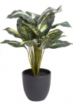 Botanic-Haus Dirbtinis Zimmerpflanze &raquo;Dieffenbachia&laquo;