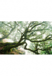 Komar Tapetai &raquo;Digitaldruck Vlies - The Forgotten Forest - Gr&ouml;&szlig;e 400 x 250 cm&laquo; ra&scaron;tuotas glatt Wohnzimmer miegamojo kambario baldai