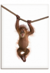 Artland Paveikslas ant drobės &raquo;Baby Orang Utan h&auml;ngt an Seil II&laquo; Wildtiere 1 Stk. dalys ant Holzrahmen gespannt