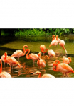 Papermoon Fototapetas &raquo;Pink Flamingos&laquo; glatt