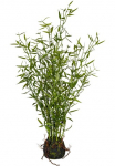 Creativ green Dirbtinis Zimmerpflanze &raquo;Bambus im Moosballen&laquo;