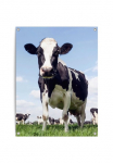 Reinders! Plakatas &raquo;Dutch Cow&laquo; Garten - Kuh - Wiese - Gr&uuml;n - Paveikslas ant drobės - Tiere - 60x80 cm