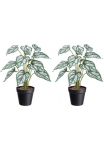 Creativ green Dirbtinis Zimmerpflanze &raquo;Syngonium&laquo; su gr&uuml;nwei&szlig;en Bl&auml;ttern