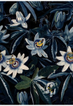 Art for the home Fototapetas &raquo;Blumenmeer&laquo; gebl&uuml;mt glatt Blumenmeer Passionsblume280x200 cm