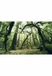 Komar Tapetai &raquo;Digitaldruck Vlies - Ancient Green - Gr&ouml;&szlig;e 450 x 280 cm&laquo; ra&scaron;tuotas glatt Wohnzimmer miegamojo kambario baldai