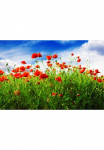 Papermoon Fototapetas &raquo;Red Poppies&laquo; glatt