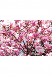 Papermoon Fototapetas &raquo;Bl&uuml;hende Magnolie&laquo;