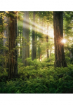 Komar Tapetai &raquo;Digitaldruck Vlies - Goblins Woods - Gr&ouml;&szlig;e 250 x 280 cm&laquo; ra&scaron;tuotas glatt Wohnzimmer miegamojo kambario baldai