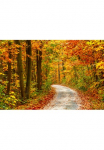 Papermoon Fototapetas &raquo;Pathway in Colorful Autumn Forest&laquo; glatt