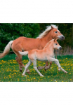 Papermoon Fototapetas &raquo;Horses&laquo; glatt