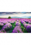 Papermoon Fototapetas &raquo;Lavende Garten&laquo;