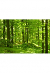 Papermoon Fototapetas &raquo;German Beech Forest&laquo; glatt