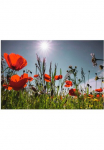 Artland Paveikslas &raquo;Mohnblumenwiese&laquo; Blumenwiese 1 Stk. dalys dėl Innen- ir lauko zona tinka Outdoorbild