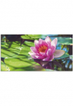 Artland Paveikslas &raquo;Seerose Nahaufnahme&laquo; Blumenbilder 1 Stk. dalys dėl Innen- ir lauko zona tinka Outdoorbild