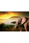 Papermoon Fototapetas &raquo;Elefant von Kilimanjaro&laquo;