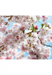 Komar Tapetai &raquo;Digitaldruck Vlies - Spring - Gr&ouml;&szlig;e 300 x 250 cm&laquo; ra&scaron;tuotas glatt Wohnzimmer miegamojo kambario baldai