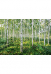 Komar Fototapetas &raquo;Sunny Day - Gr&ouml;&szlig;e 368 x 254 cm&laquo; ra&scaron;tuotas glatt Wohnzimmer miegamojo kambario baldai
