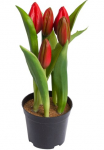 my home Dirbtinė gėlė &raquo;Tulpenpflanze su 5 Knospen&laquo;