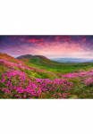 Papermoon Fototapetas &raquo;Rhododendron Blumen&laquo;