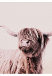 living walls Fototapetas &raquo;ARTist Highland Cattle&laquo; Vlies Wand Schr&auml;ge