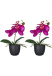 Creativ green Kunstorchidee &raquo;Orchidee Phalaenopsis&laquo; su naturgetreuen Bl&uuml;ten